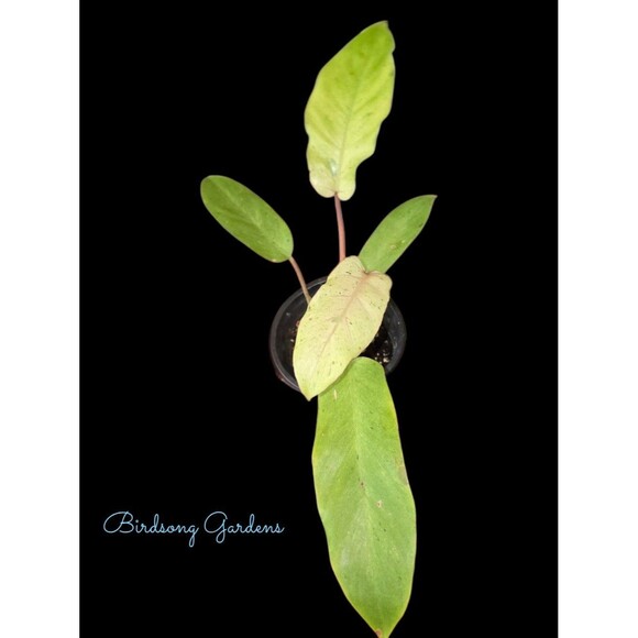 Philodendron Snowdrift, 4 inch, Rare Variegated Hybrid Philodendron - Picture 1 of 3